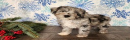 Mini Bernedoodle dogs for sale: Angel - Ad 16