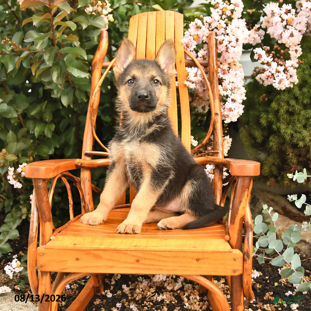 German Shepherd dogs for sale: Luna  - Ad 1