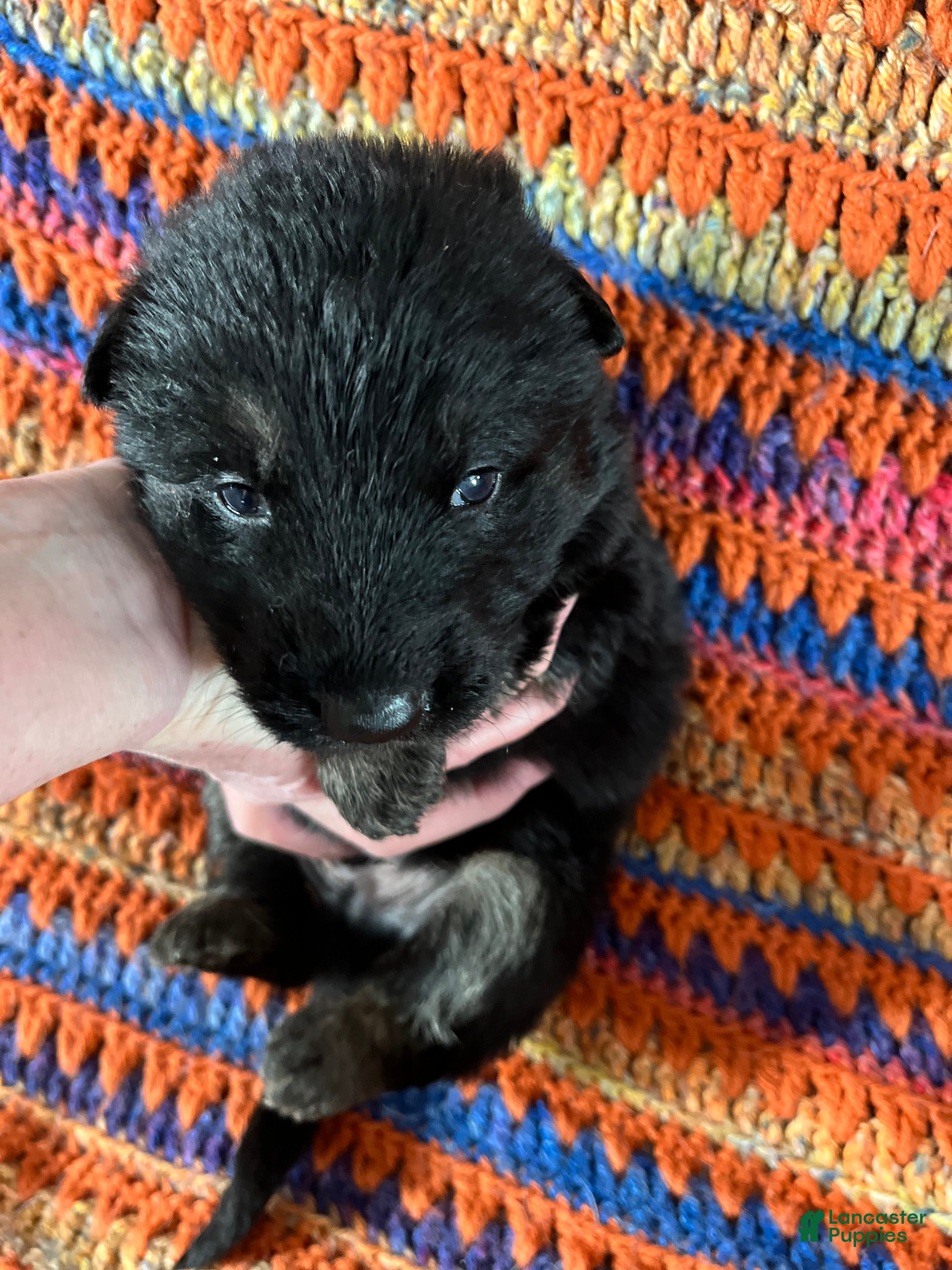 German Shepherd dogs German Shepherd Puppy 6 - Ad 1