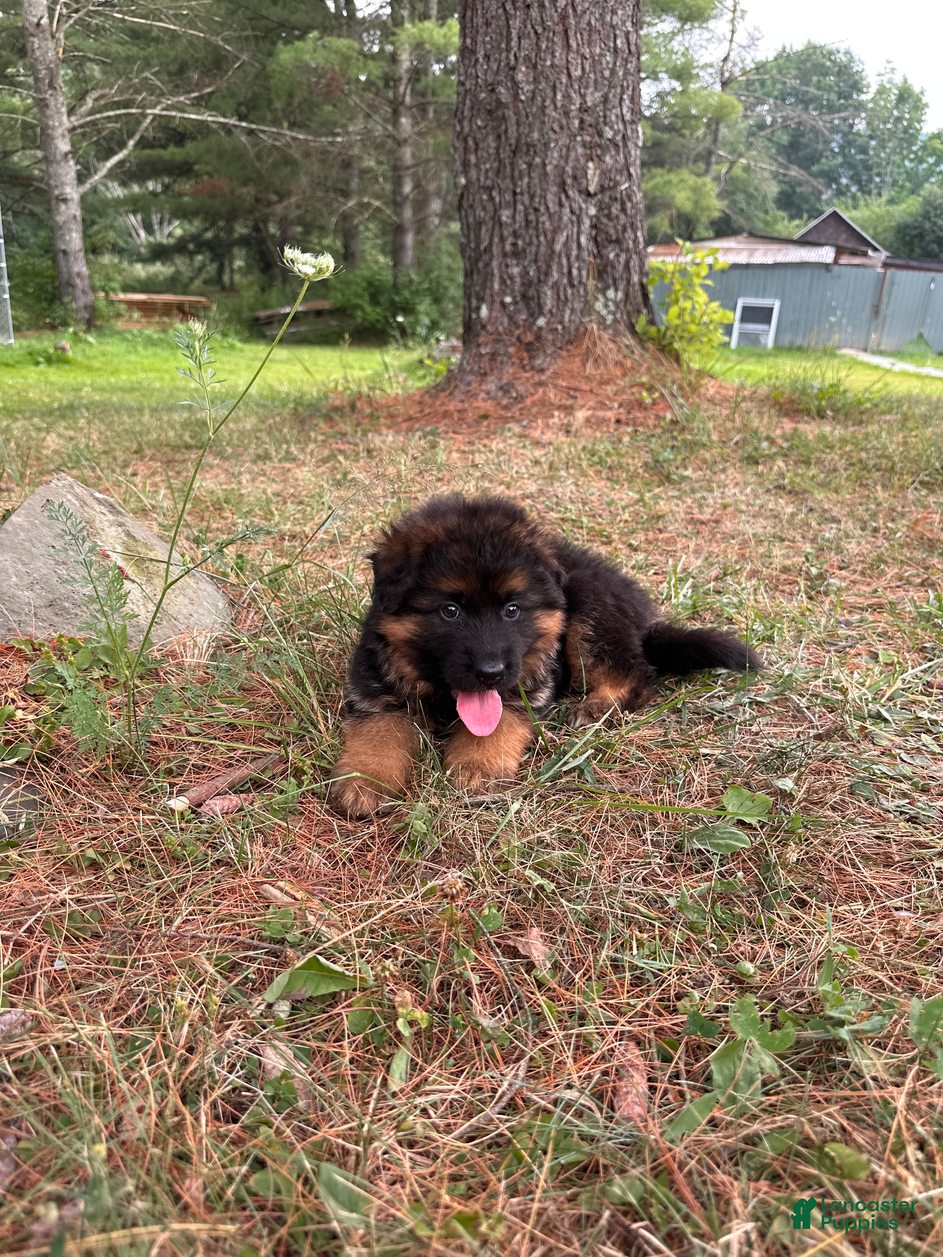 German Shepherd dogs Remy - Ad 2