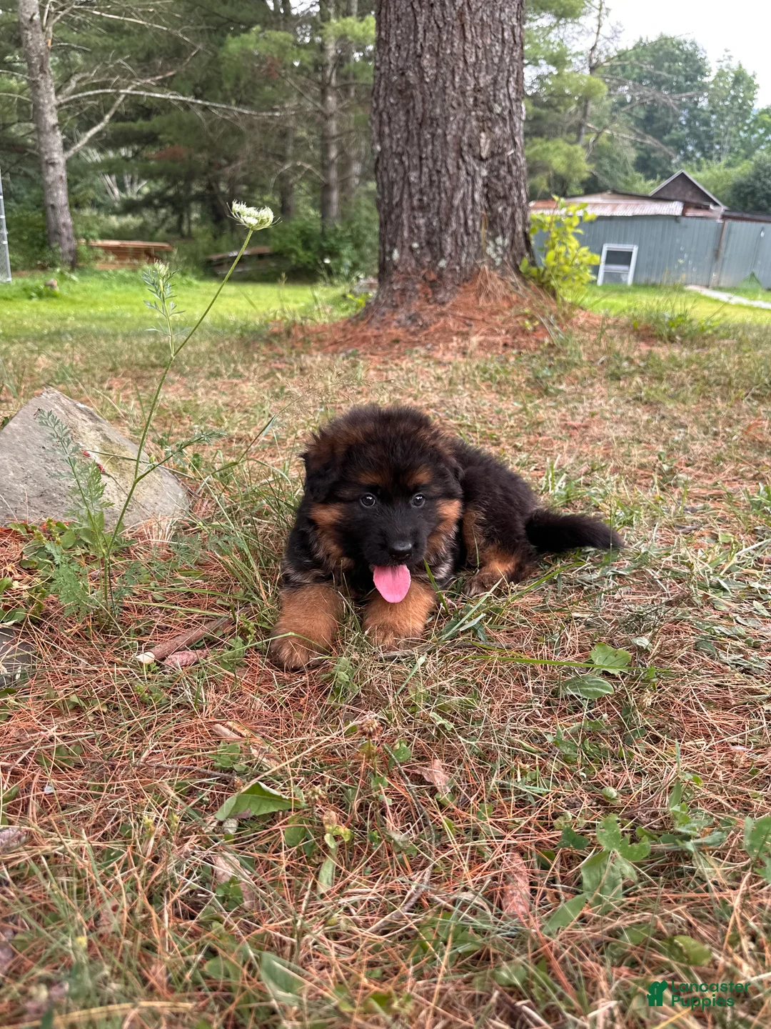 German Shepherd dogs for sale: Remy - Ad 2