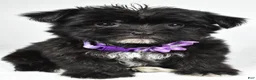 Morkie dogs for sale: Zoey - Ad 7