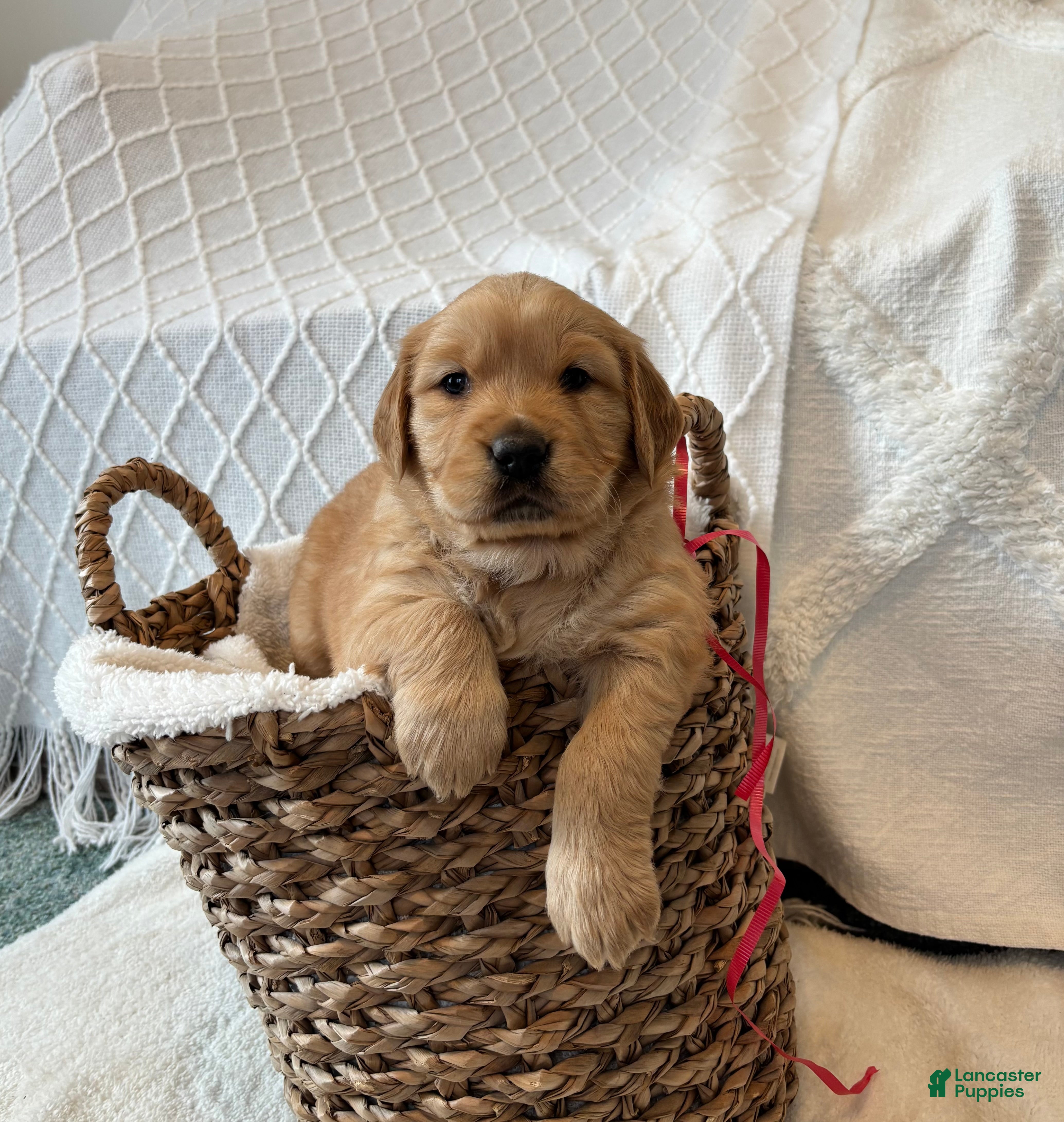 Golden Retriever dogs Indie  - Ad 6