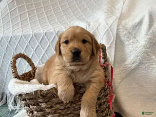 Golden Retriever dogs Indie - Ad 6