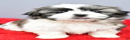 Shih Tzu dogs for sale: Rocket - Ad 7
