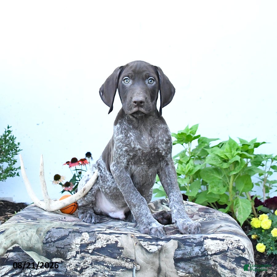 German Shorthaired Pointer dogs Moose - Ad 2