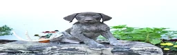 German Shorthaired Pointer dogs for sale: Moose - Ad 2