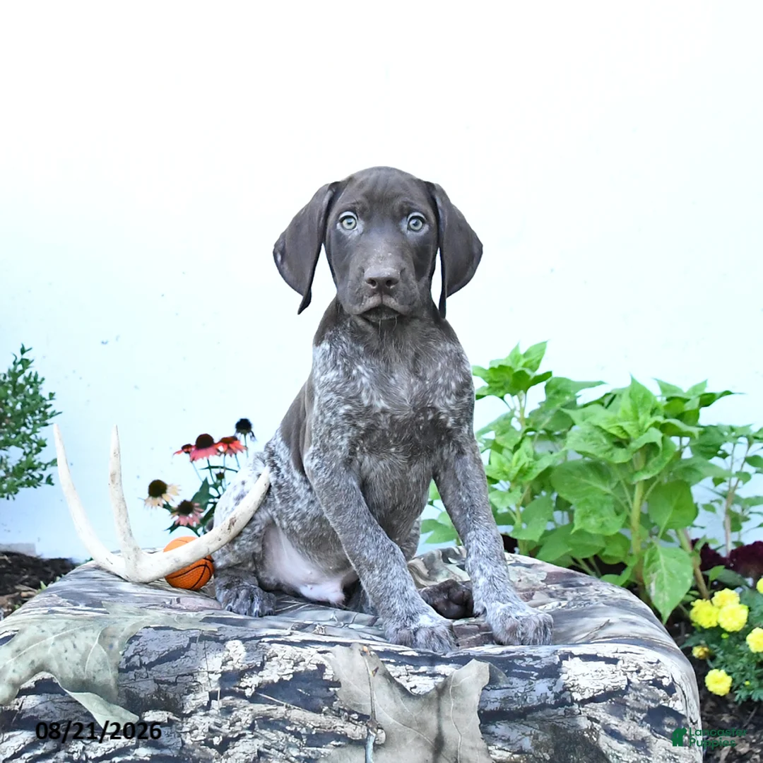 German Shorthaired Pointer dogs for sale: Moose - Ad 2