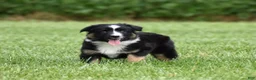 Miniature Australian Shepherd dogs for sale: Piper - Ad 1