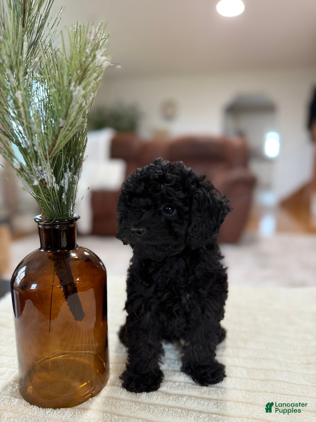 Maltipoo dogs for sale: Saddie  - Ad 13