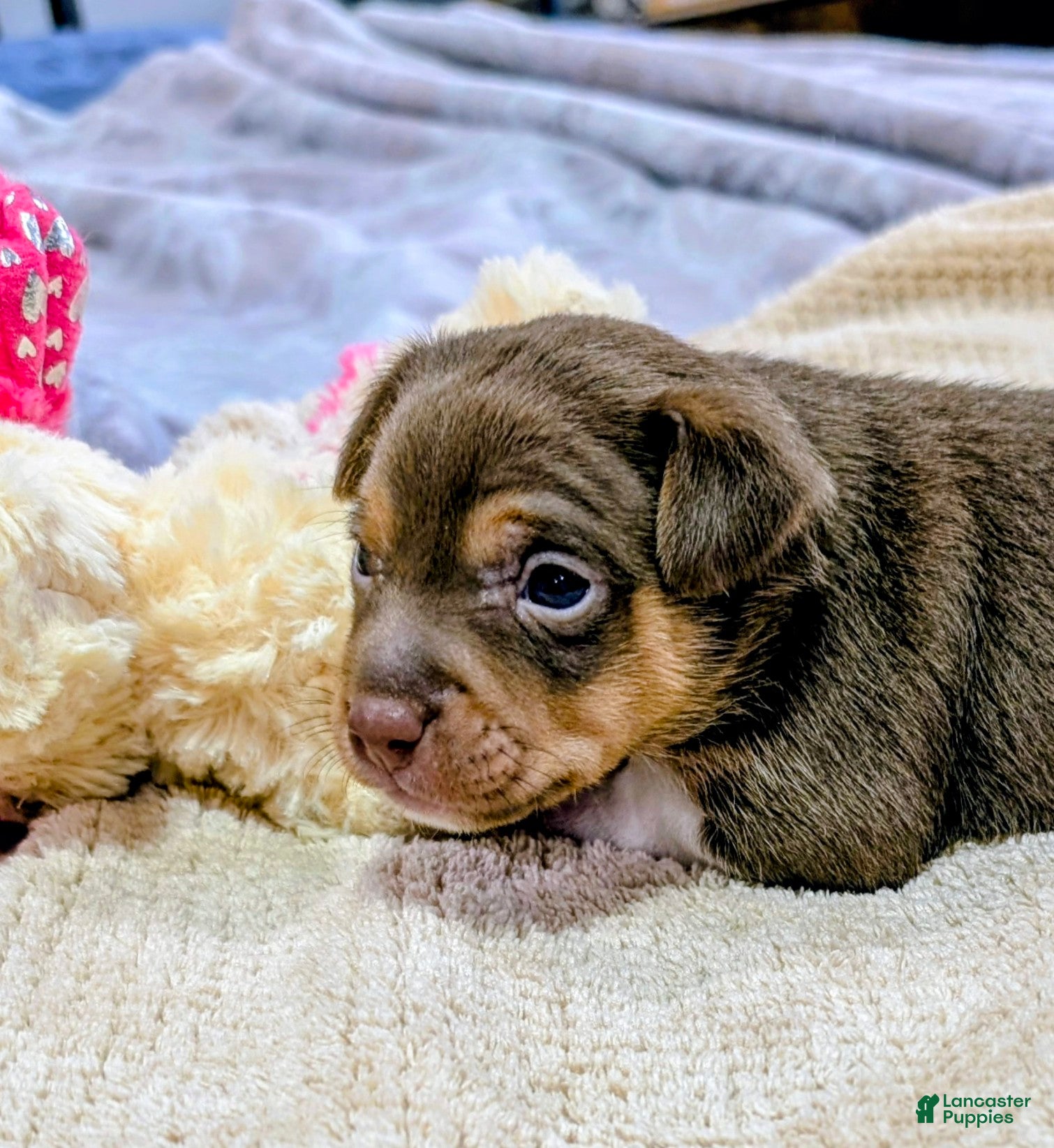 Rat Terrier dogs Jason - Mini Rat  - Ad 1