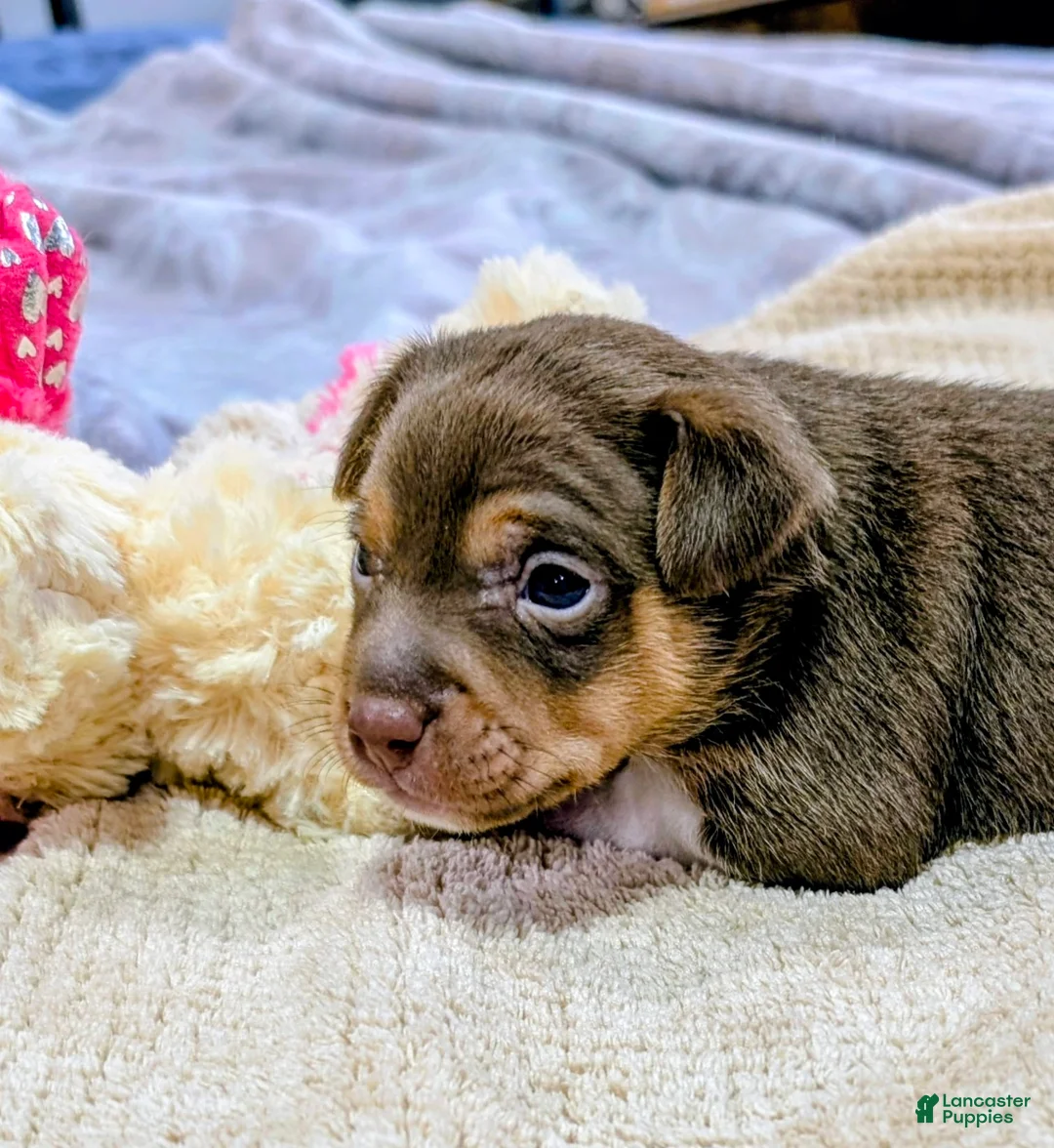 Rat Terrier dogs for sale: Jason - Mini Rat  - Ad 1