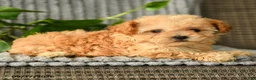 Bichpoo dogs for sale: Cathy - Ad 3