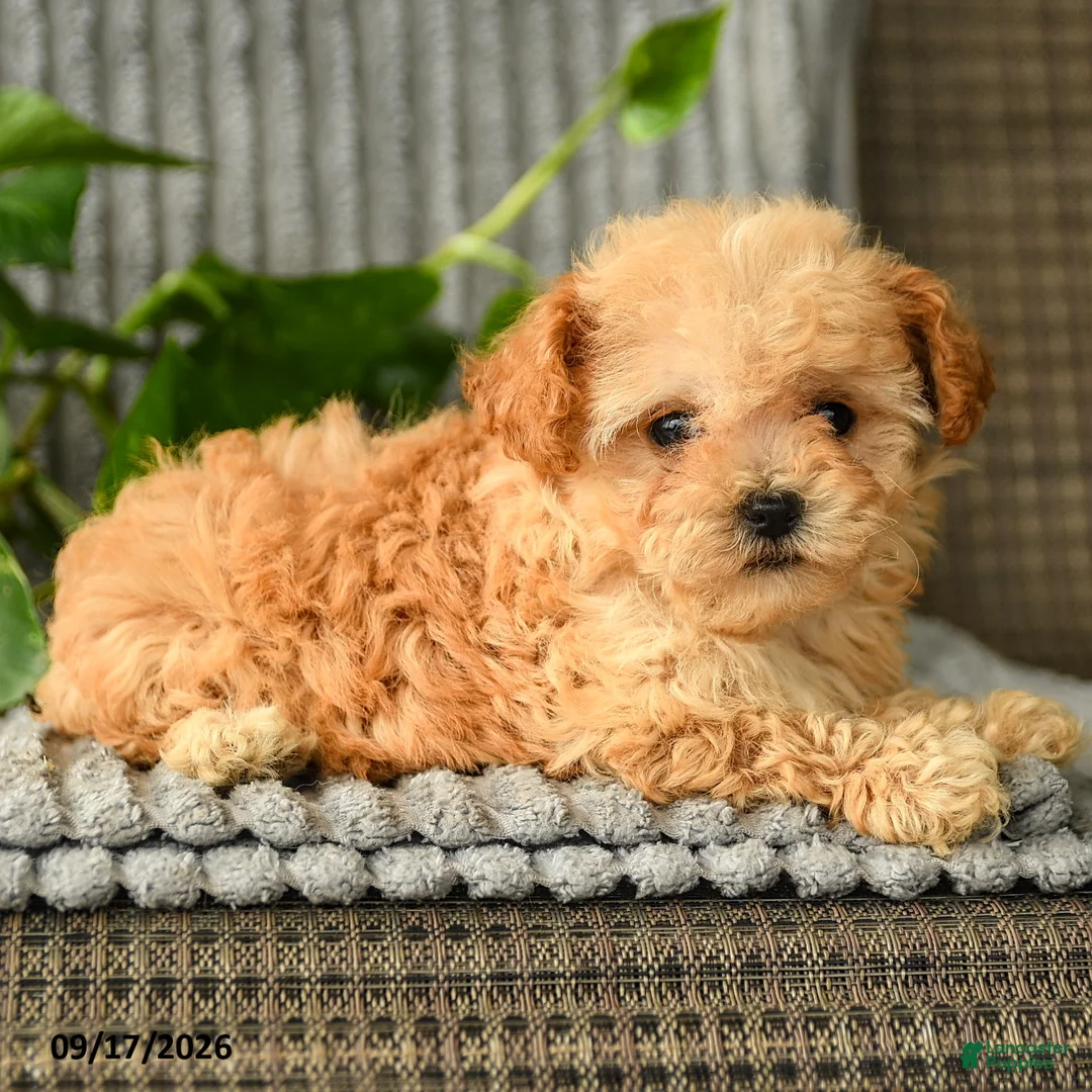 Bichpoo dogs for sale: Cathy - Ad 3