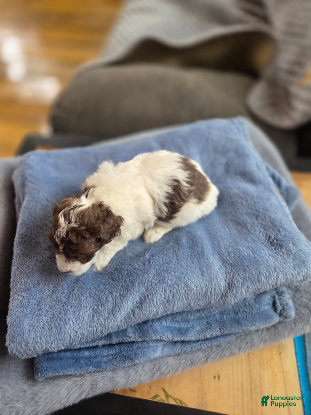 Toy Poodle dogs for sale: Toy Poodle Puppy 3 - Ad 4