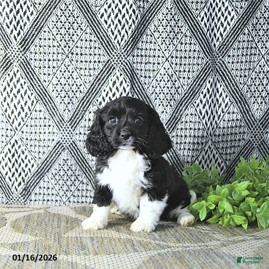 Cavapoo dogs for sale: Zarah - Ad 2