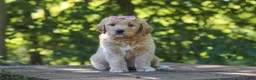 Mixed Breed dogs for sale: Jinger - Ad 3