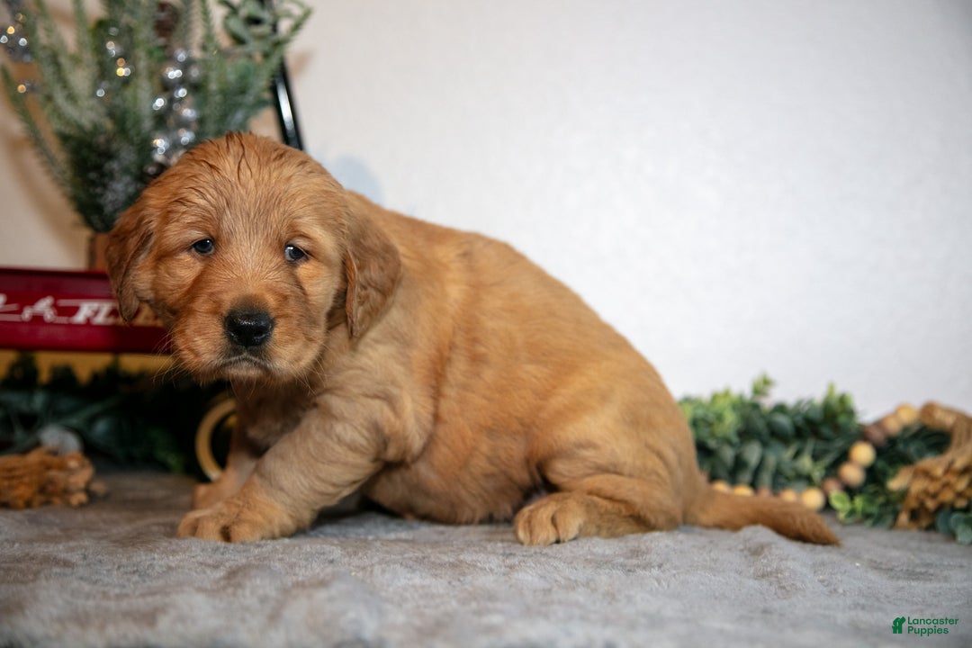 Golden Retriever dogs for sale: Frida - Ad 3