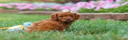 Cavapoo dogs for sale: Ellie - Ad 2