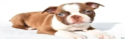 Boston Terrier dogs for sale:  Tucker - Ad 7