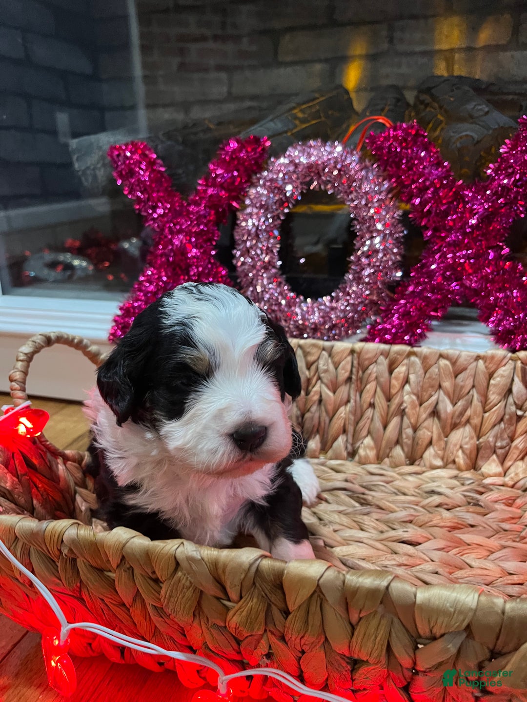 Mini Bernedoodle dogs for sale: Bourbon - Ad 2