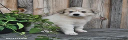 Mixed Breed dogs for sale: Sid  - Ad 2