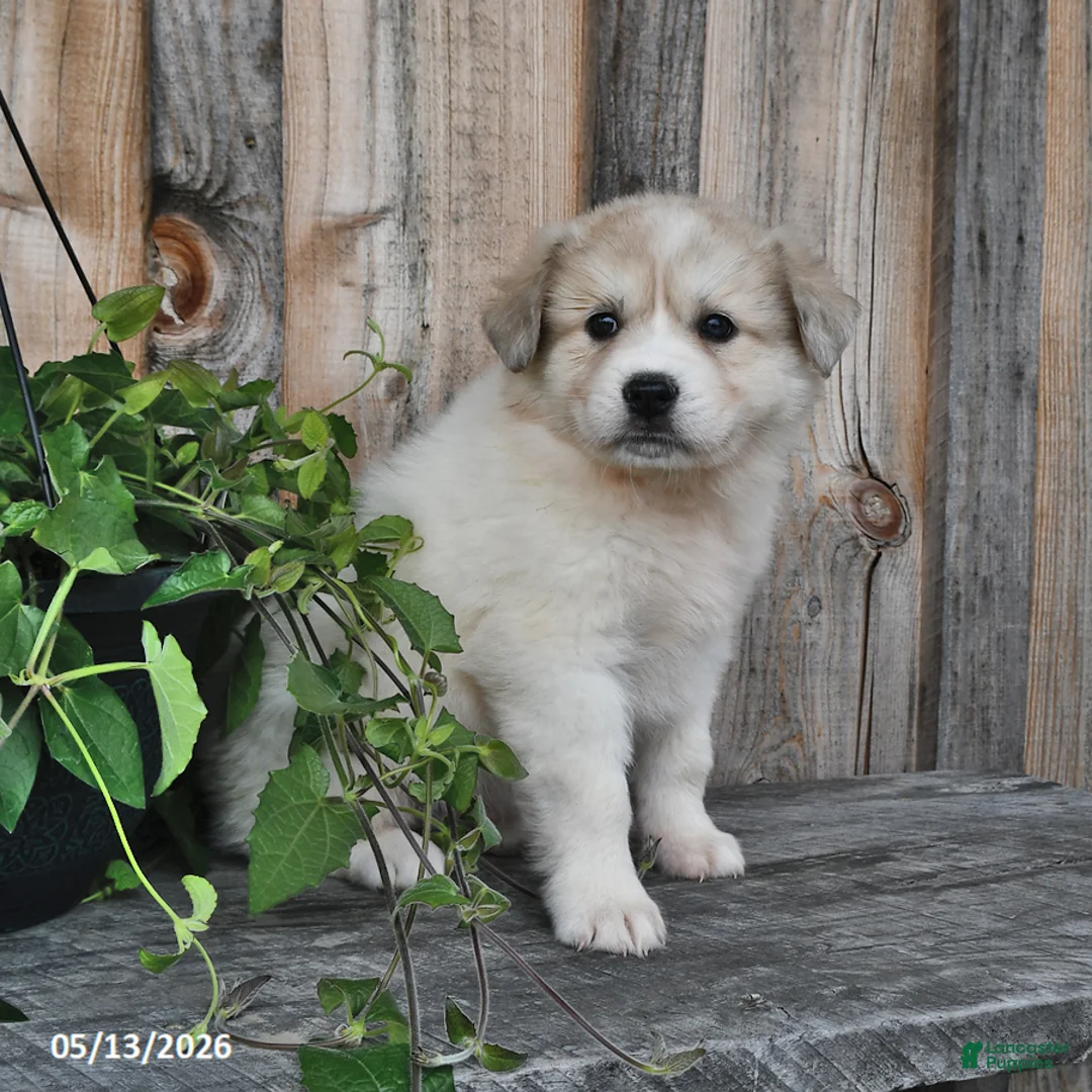 Mixed Breed dogs for sale: Sid  - Ad 2