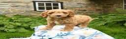 Cockapoo dogs for sale: Dobby - Ad 3