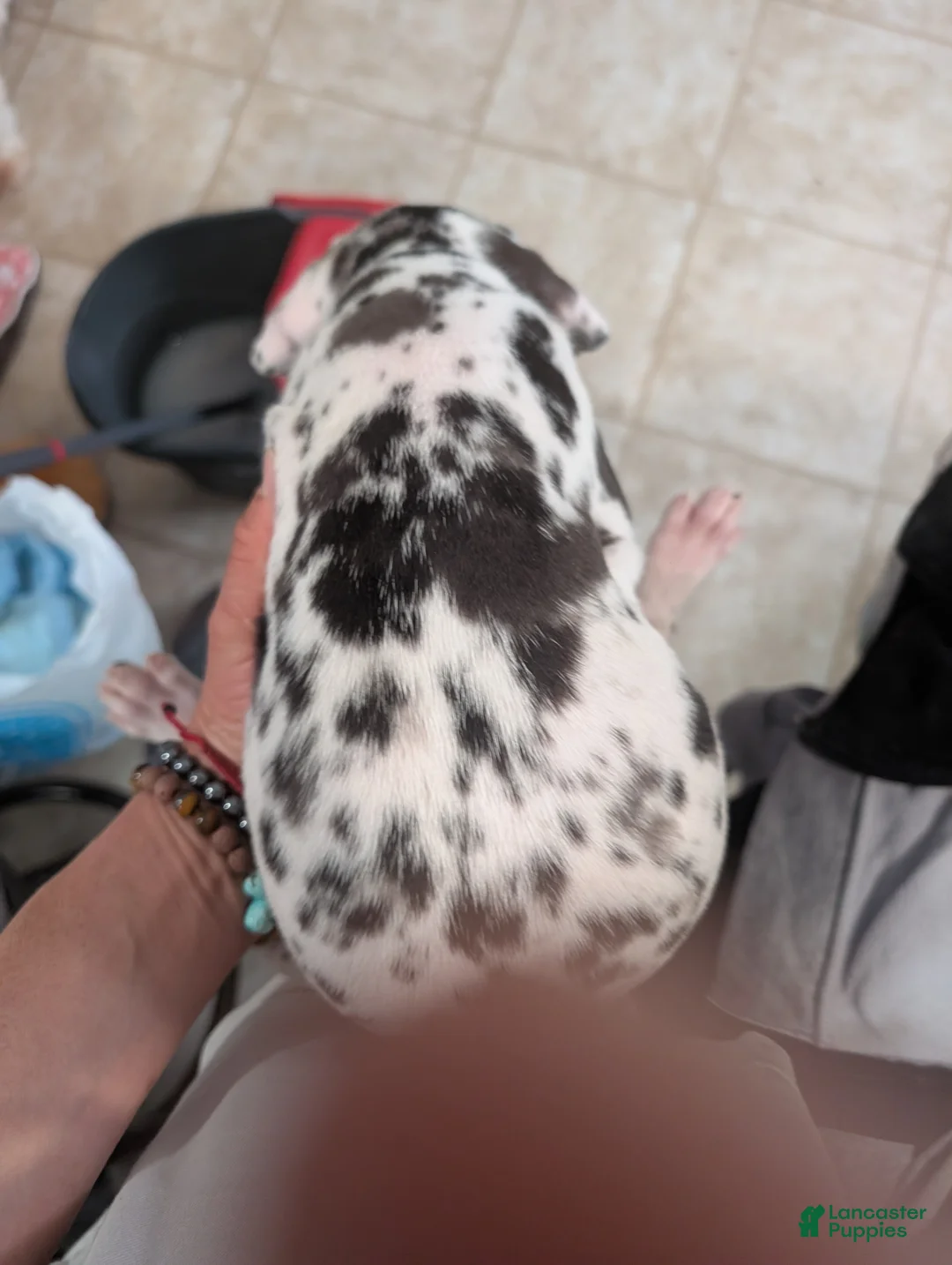 Great Dane dogs for sale: Great Dane Puppy 4 - Ad 2