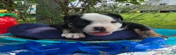 Olde English Bulldogge dogs for sale: Ed - Ad 5