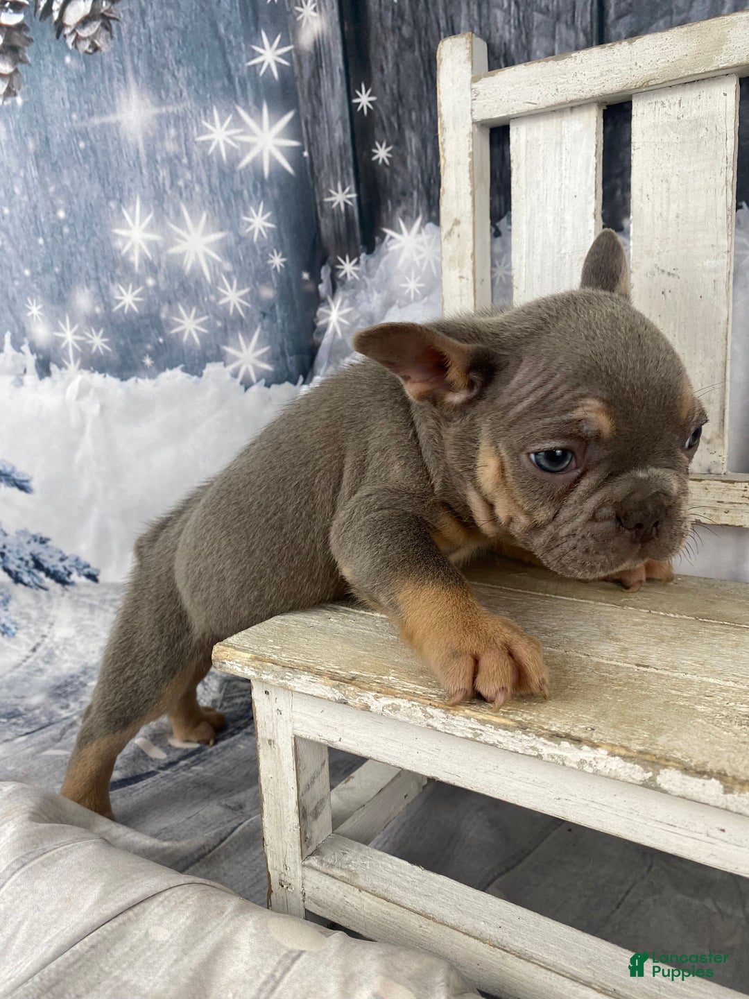 French Bulldog dogs for sale: Jasper - Ad 2