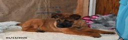 Belgian Malinois dogs for sale: Tanner - Ad 4