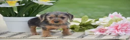 Dorkie dogs for sale: Lexi - Ad 2