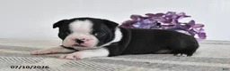 Boston Terrier dogs for sale: Fritz - Ad 1