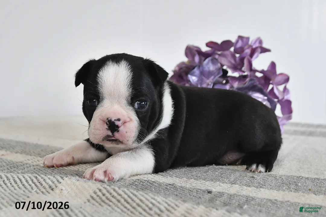 Boston Terrier dogs for sale: Fritz - Ad 1