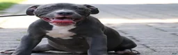 American Bully dogs for sale: Venus - Ad 14