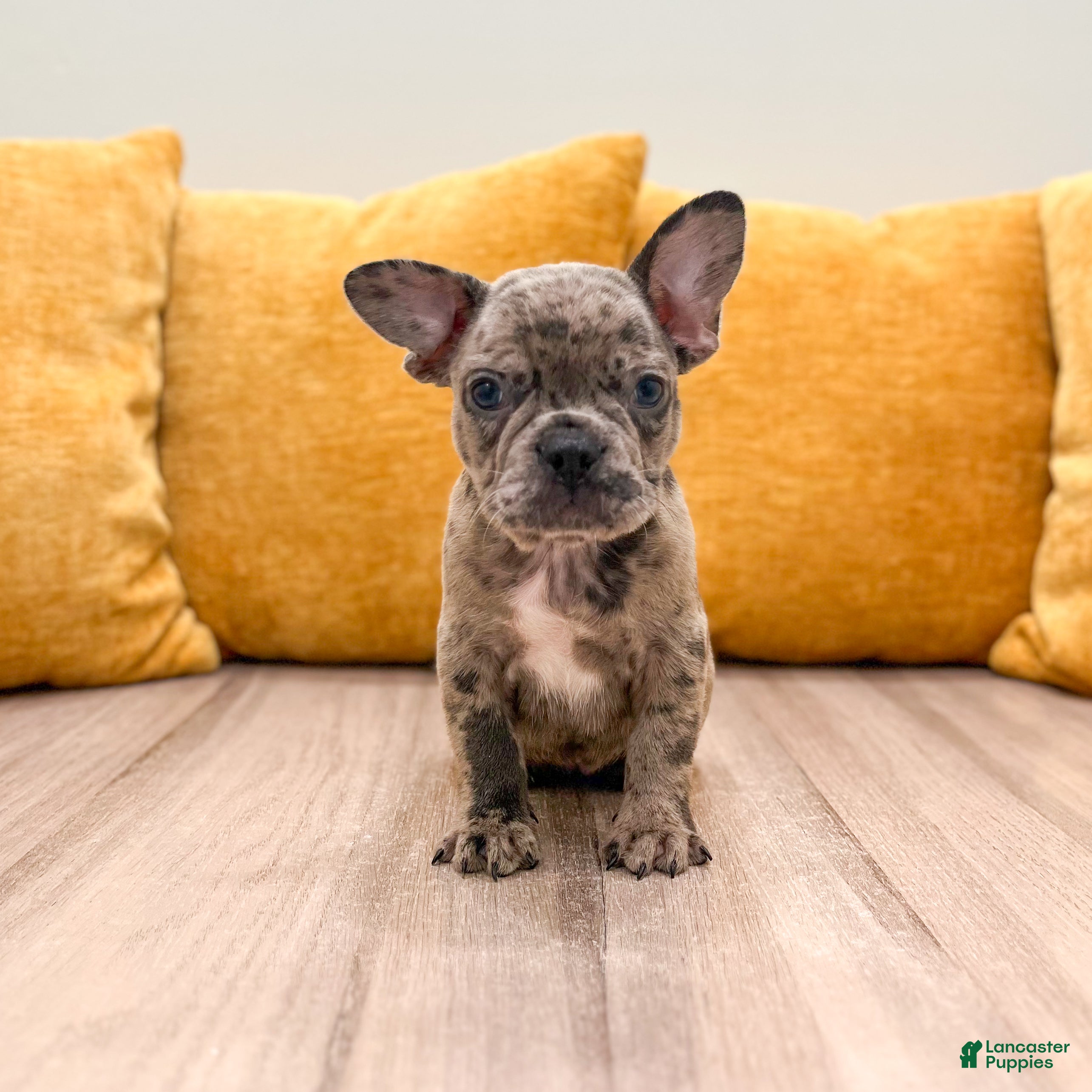French Bulldog dogs for sale: Gracie - Ad 3