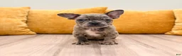 French Bulldog dogs for sale: Gracie - Ad 1