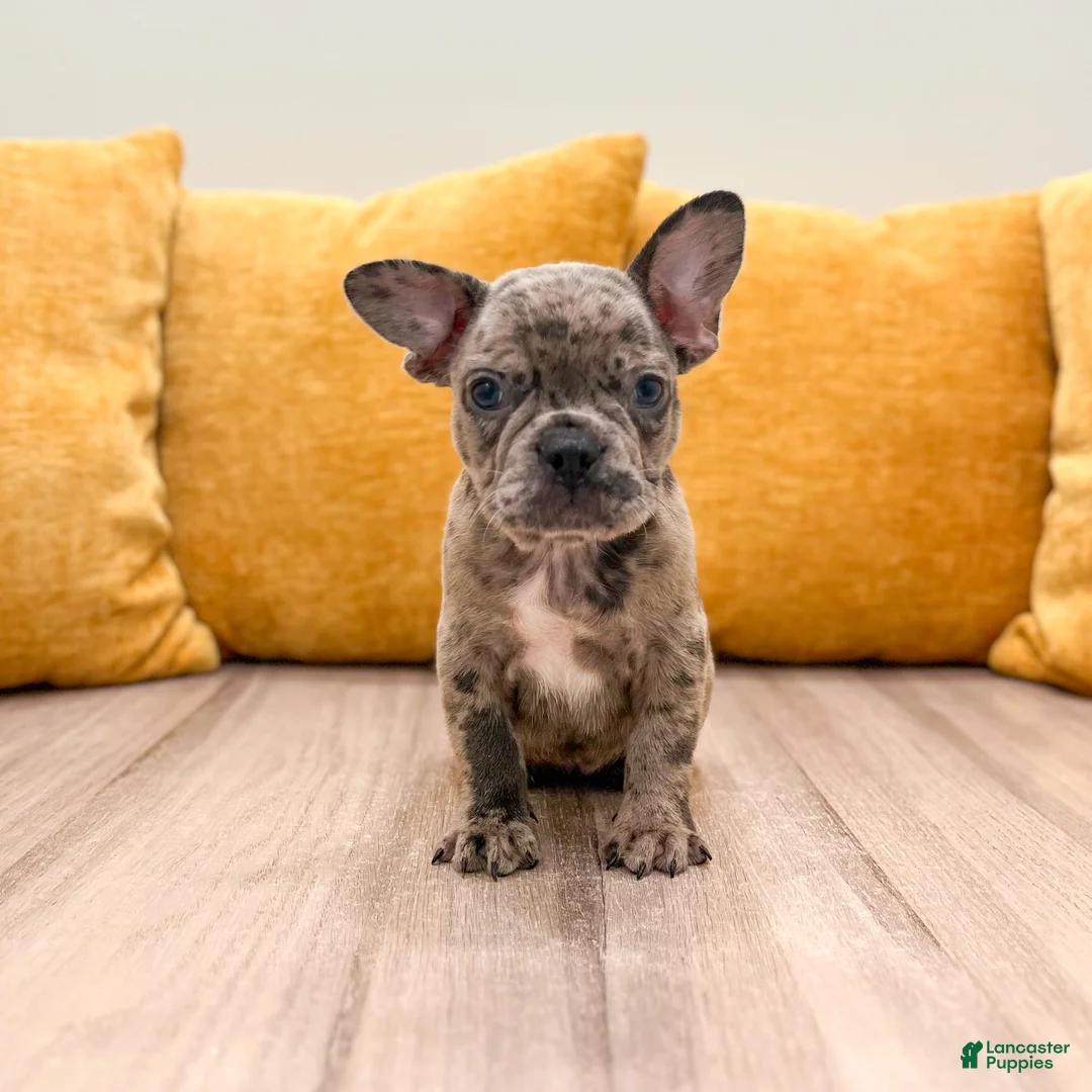 French Bulldog dogs for sale: Gracie - Ad 1