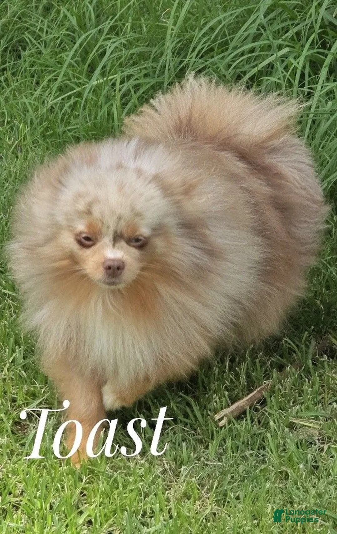 Pomeranian dogs for sale: Toast - Lavender Merle - Ad 6
