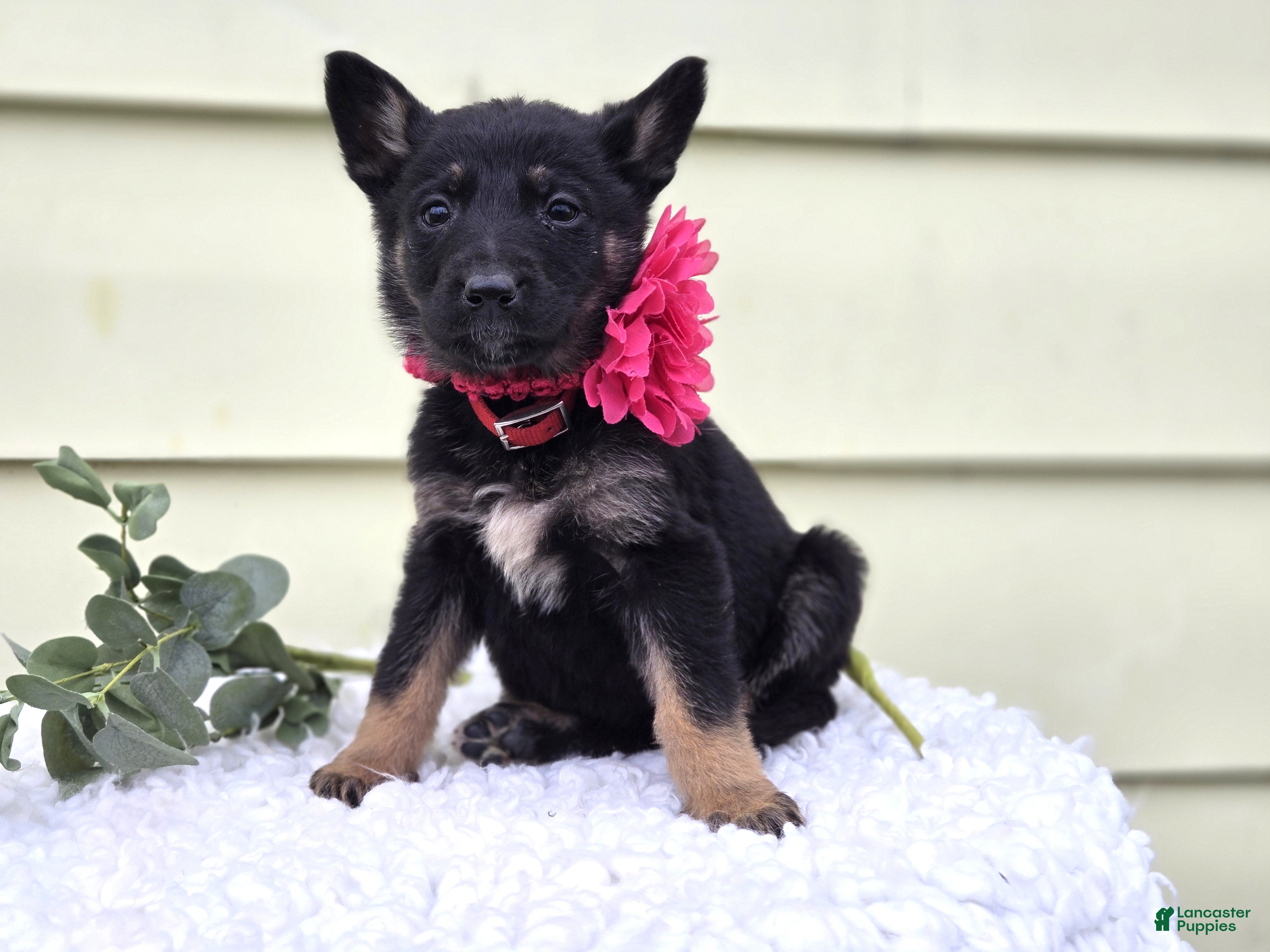 German Shepherd dogs Kim - Ad 2