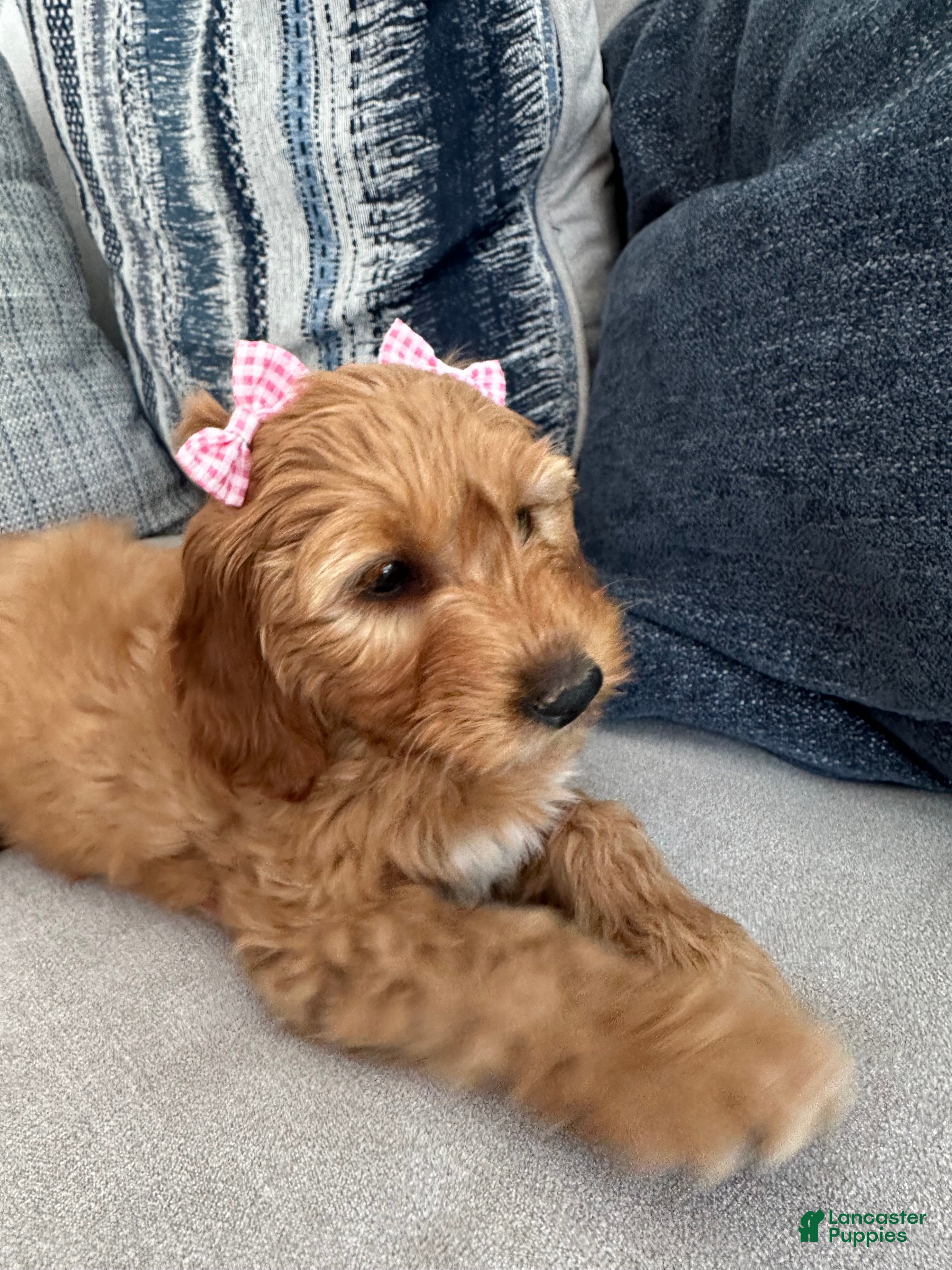 Mini Goldendoodle dogs Penny the Mini Goldendoodle  - Ad 1