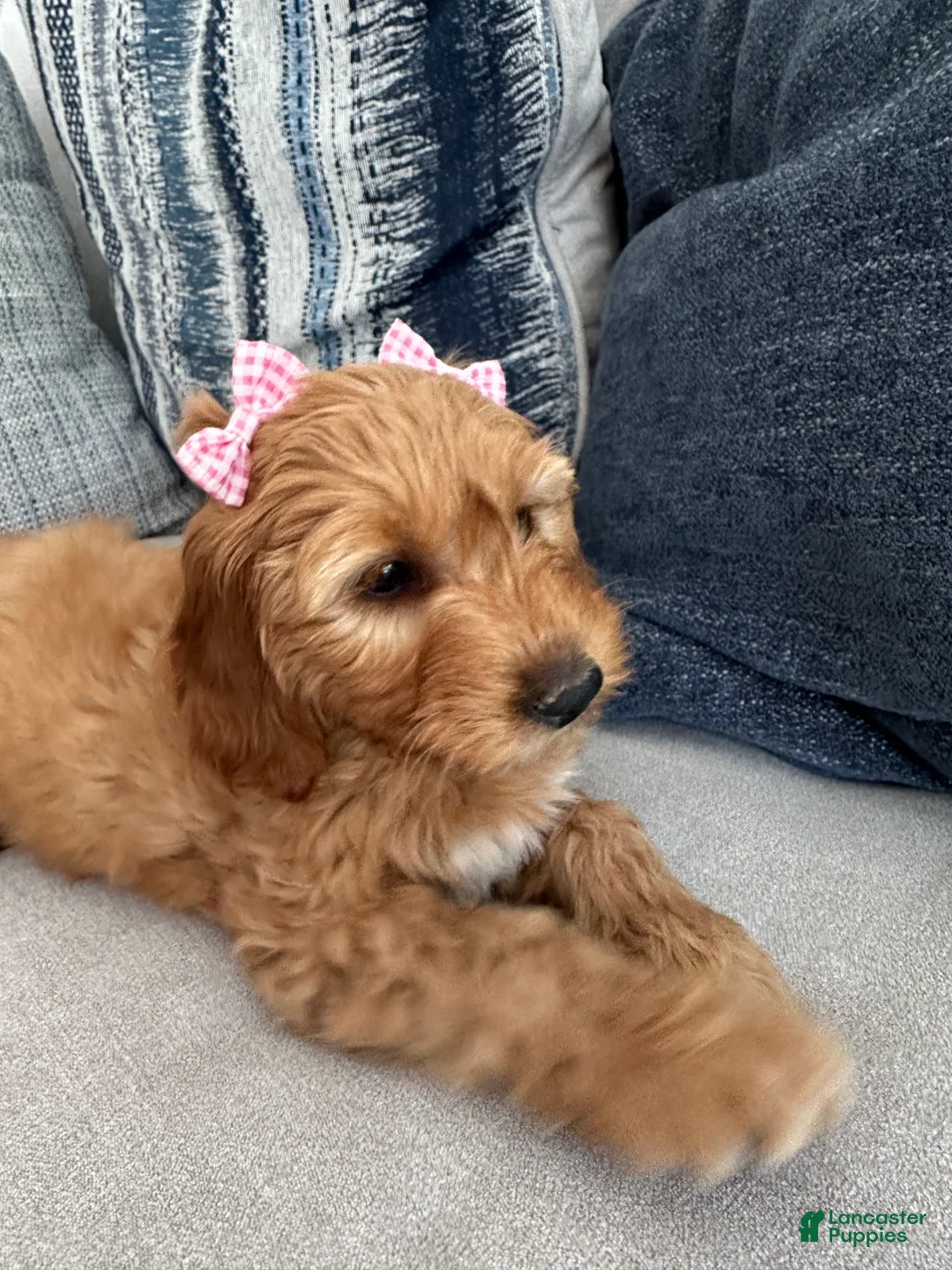 Mini Goldendoodle dogs for sale: Penny the Mini Goldendoodle  - Ad 1