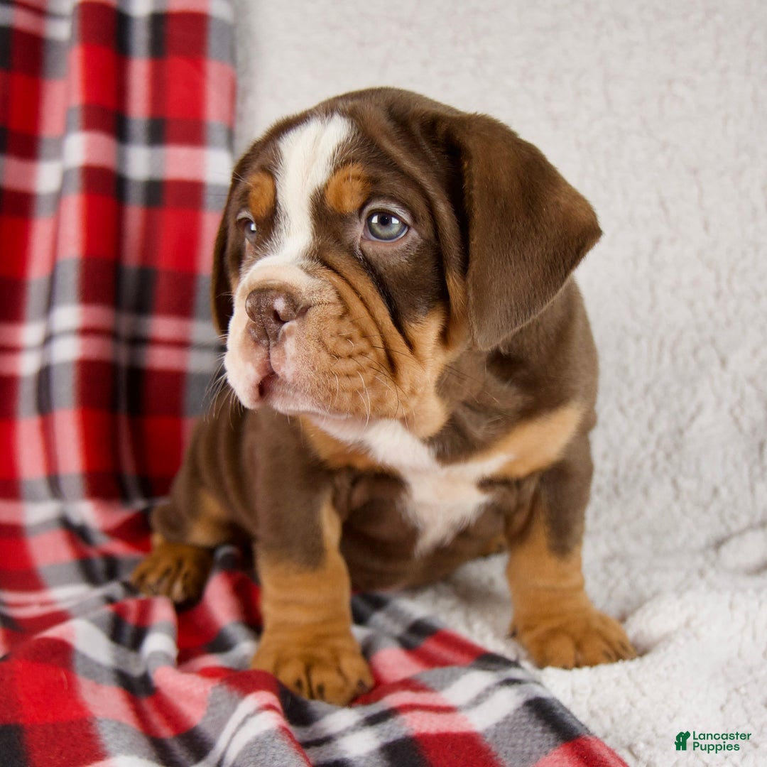 Mixed Breed dogs for sale: Fred - Ad 5