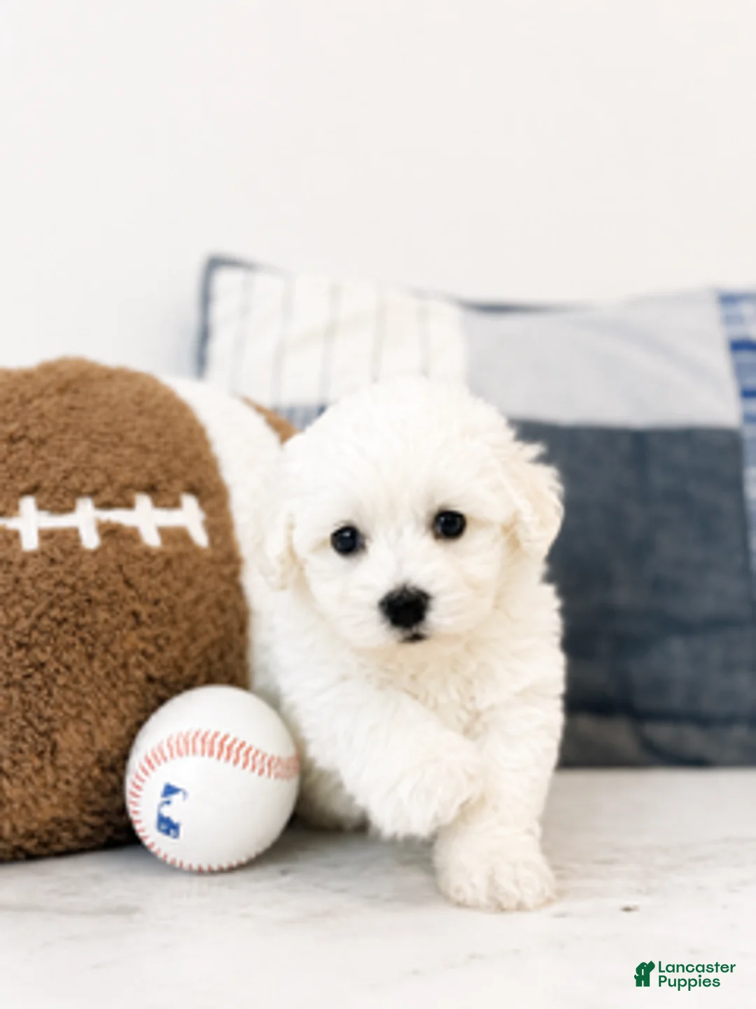 Maltipoo dogs for sale: Frankie - Ad 1