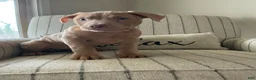 American Bully dogs for sale: Lucy - Ad 2