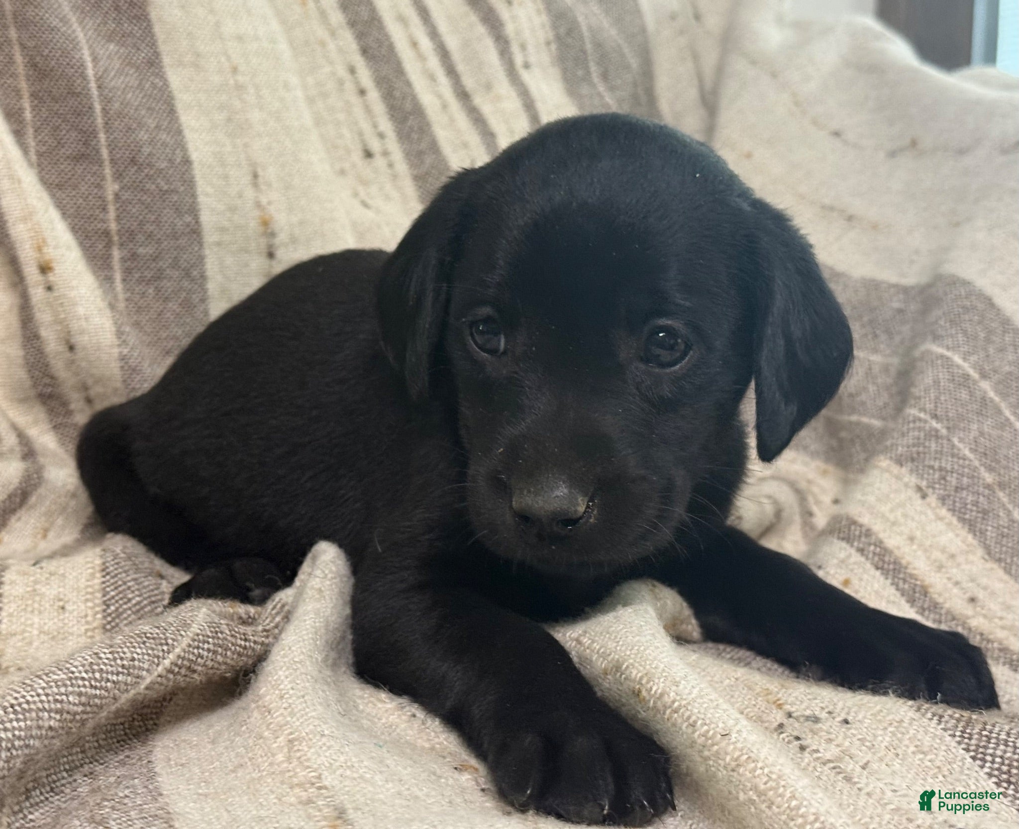 Labrador Retriever dogs Bea - Ad 2
