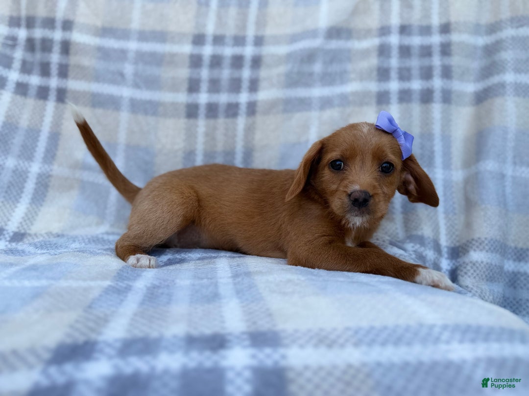 Beagle dogs for sale: Birdie - Ad 6