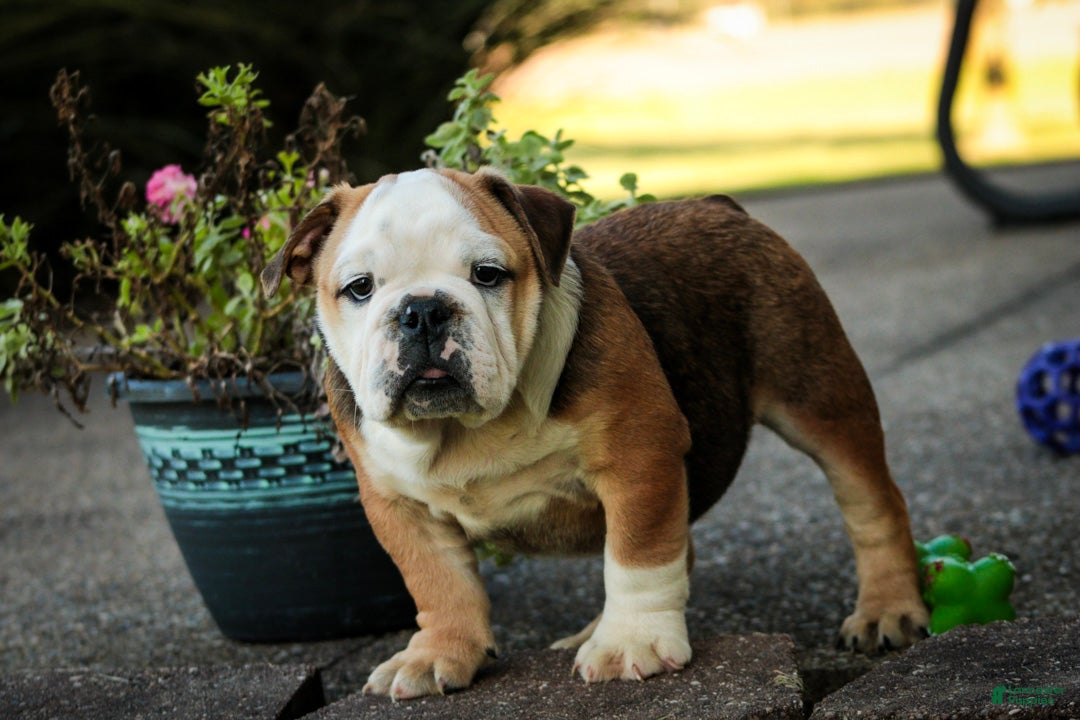 English Bulldog dogs Riley English Bulldog  - Ad 2