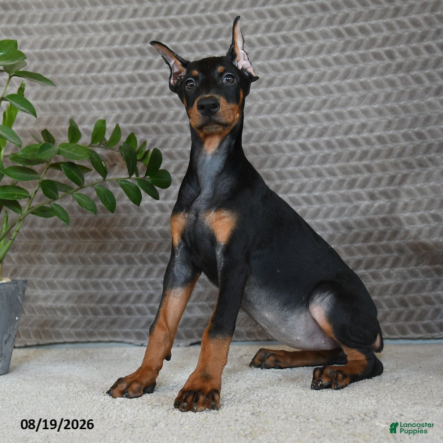 Doberman Pinscher dogs Birch - Ad 1